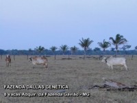 /album/a8%20vacas%20adquiridas%20da%20fazenda%20gavi%c3%a3o/fazenda-dallas-8-vacas-8-jpg/